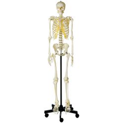 Skelet, mannelijk, met rolstatief