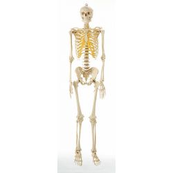 Skelet, mannelijk, met ophanghaak in schedel, zonder statief