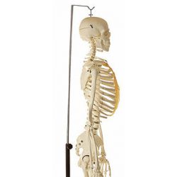 Skelet, mannelijk, met hangstatief