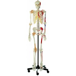 Skelet, man, met rechter gewrichtsbanden en spiertekening