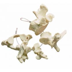 Verzameling wervels: atlas, draaier, hals, borst en lende