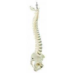 Beweegbare wervelkolom met bekken 