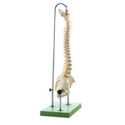 Beweegbare wervelkolom met bekken, op statief