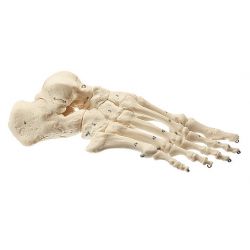 Voetskelet, draad gemonteerd, zonder onderbeenstompen 