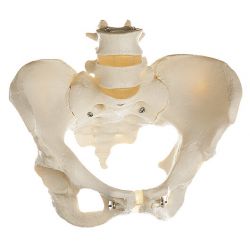 Bekkenskelet, vrouwelijk 