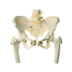 Bekkenskelet, vrouwelijk, met beenstompen, zonder statief