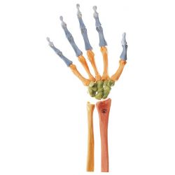 Handskelet, rechts, beweegbaar en met gekleurde beenderen