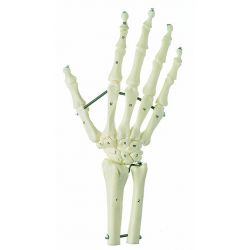 Handskelet met onderarmstompen, elastisch gemonteerd