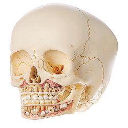 Kinderschedel (ca. 6-Jarige), 2-delig