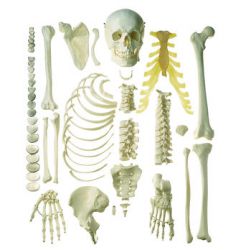 Half skelet, ongemonteerd