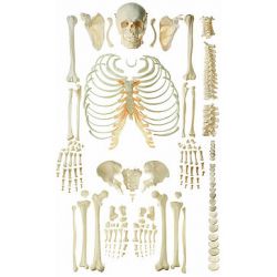 Half skelet, ongemonteerd 2
