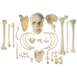 Verzameling 'typische beenderen van de vrouw'