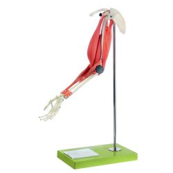 Spierfunktie van de boven- en onderarm