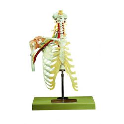 Halswervelkolom met schoudergordel