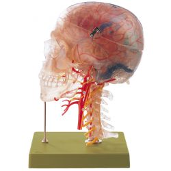 Neuro-anatomisch hoofdmodel, 10-delig
