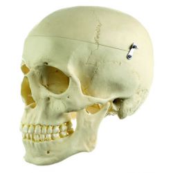 Schedel, 3-delig 3