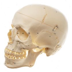 Schedel, met nummering, 3-delig 2