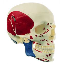 Schedel, met spieraanduiding en nummering, 3-delig