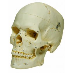 Schedel, vrouwelijk, met nummering, 3-delig