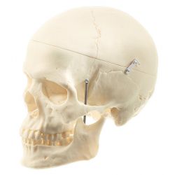 Schedel, vrouwelijk, 3-delig