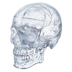 Schedel, 3-delig, transparant