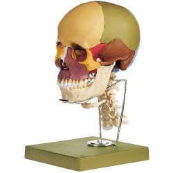 Schedelmodel, met halswervel, 14-delig 2