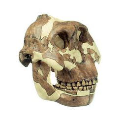 Schedelreconstructie van Australopithecus boisei, 2-delig