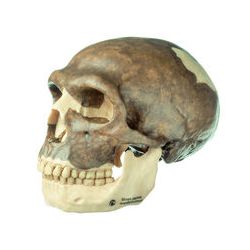 Schedelreconstructie van Homo sapiens neanderthalensis