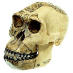 Schedelreconstructie van Homo habilis, 2-delig
