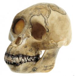 Schedelreconstructie van Proconsul africanus, 2-delig