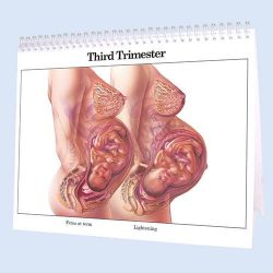 Childbearing: The Classic Series Large-Size Flip Chart, 22 p