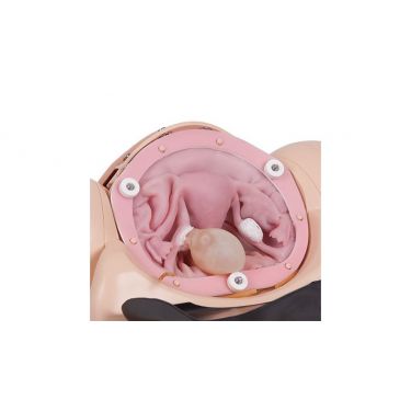 Uterus voor Surgical Female Pelvic Trainer