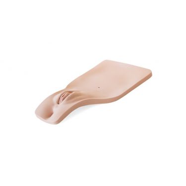 Vrouwelijk perineum voor katheterisatie model