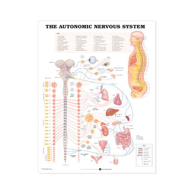 Wandplaat 'The Autonomic Nervous System' 