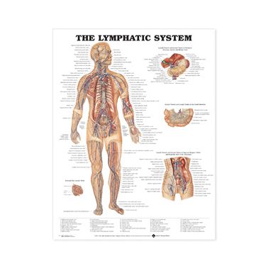 Wandplaat 'The Lymphatic System'