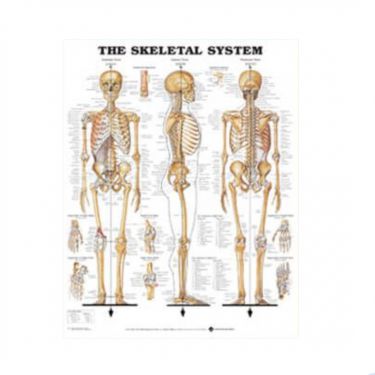 Wandplaat 'The Skeletal System', formaat 157 x 107 cm