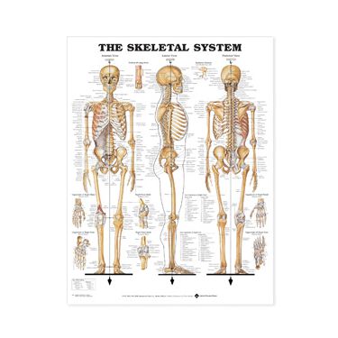 Wandplaat 'The Skeletal System'