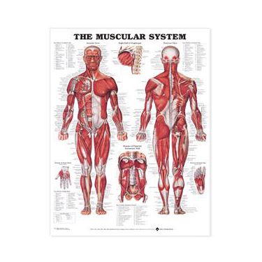 Wandplaat 'The Muscular System'