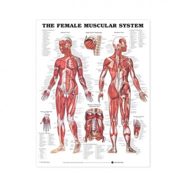 Wandplaat 'The Female Muscular System'