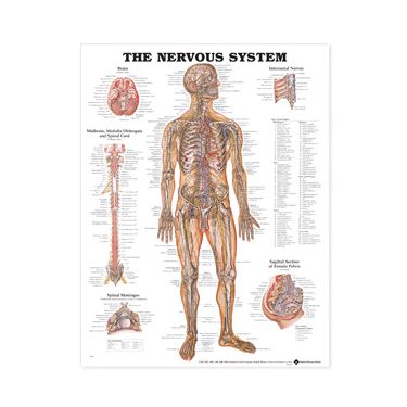 Wandplaat 'The Nervous System' 