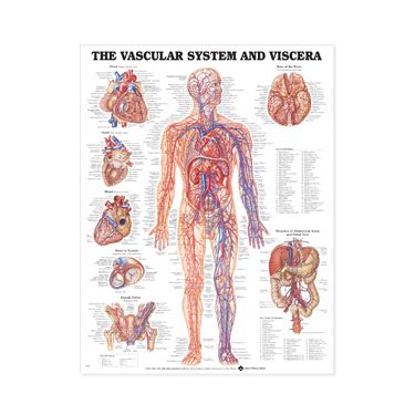 Wandplaat 'The Vascular System & Viscera'