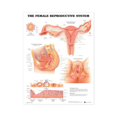 Wandplaat 'The Female Reproductive System'