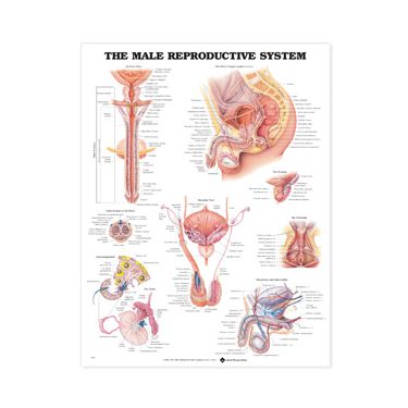 Wandplaat 'The Male Reproductive System' 