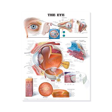 Wandplaat 'The Eye'