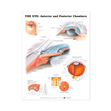 Wandplaat 'The Eye: Anterior & Posterior Chambers' 