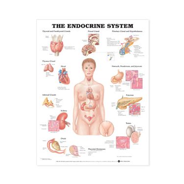 Wandplaat 'The Endocrine System'