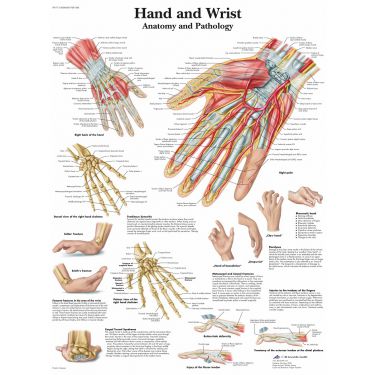 Wandplaat 'Hand & Wrist' 