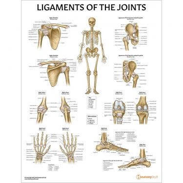 Wandplaat 'Ligaments of the Joints'