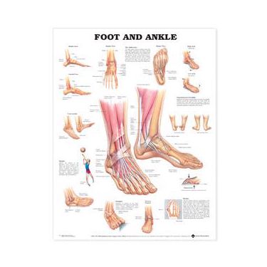 Wandplaat 'Foot & Ankle' 