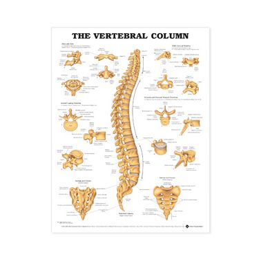 Wandplaat 'The Vertebral Column'